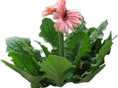 png免抠非洲菊 花