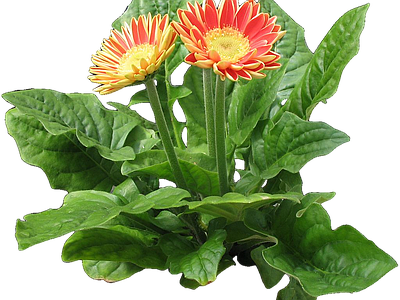 png免抠非洲菊 花