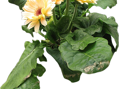 png免抠非洲菊 花