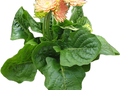 png免抠非洲菊 花