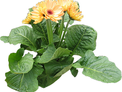 png免抠非洲菊 花