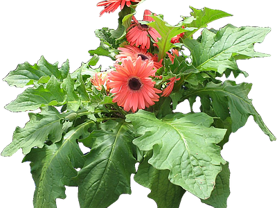 png免抠非洲菊 花