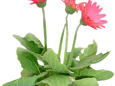 png免抠非洲菊 花