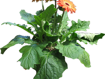 png免抠非洲菊 花