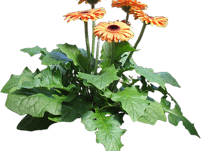 png免抠非洲菊 花