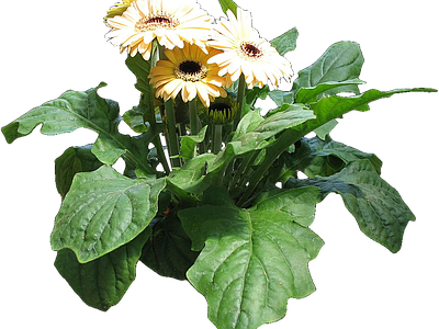 png免抠非洲菊 花