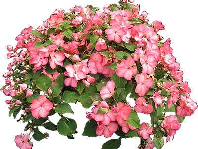 png免抠凤仙 花