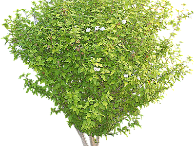 png免抠扶桑 花