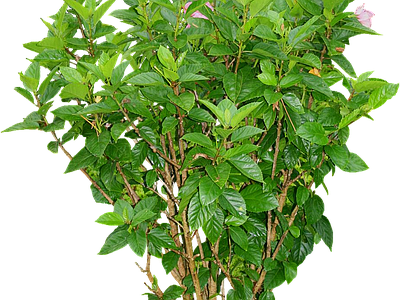 png免抠扶桑 花