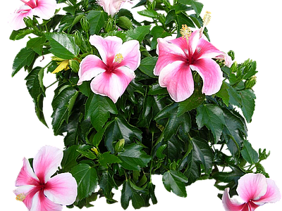png免抠扶桑 花