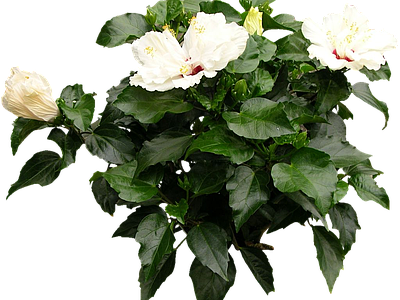 png免抠扶桑 花