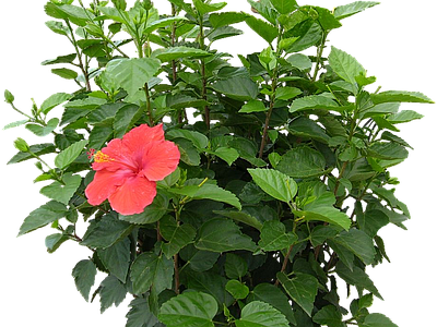 png免抠扶桑 花