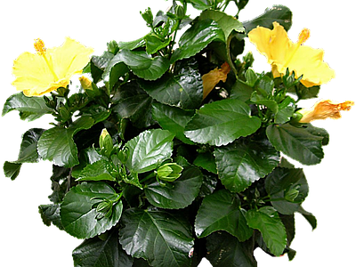 png免抠扶桑 花