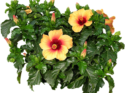 png免抠扶桑 花