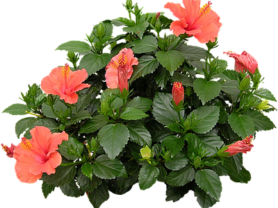 png免抠扶桑 花