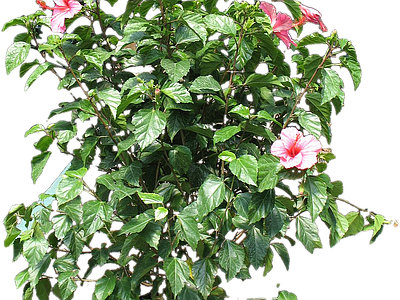 png免抠芙蓉葵 花