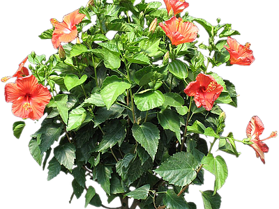png免抠芙蓉葵 花