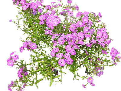 png免抠福禄考 花