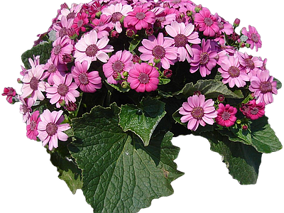 png免抠瓜叶菊 花