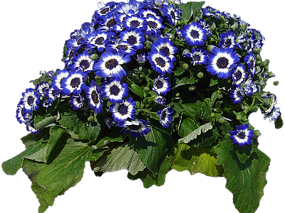 png免抠瓜叶菊 花