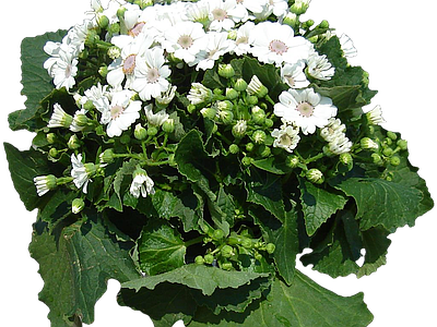 png免抠瓜叶菊 花