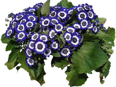 png免抠瓜叶菊 花