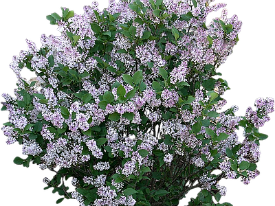 png免抠关东丁香 花