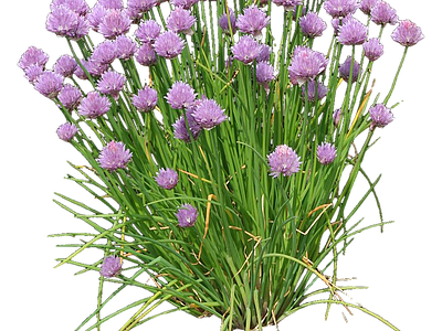 png免抠观赏葱 花