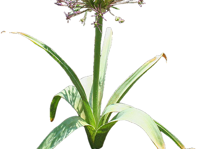 png免抠观赏葱 花
