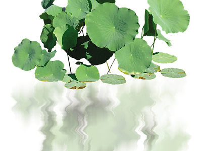 png免抠荷花
