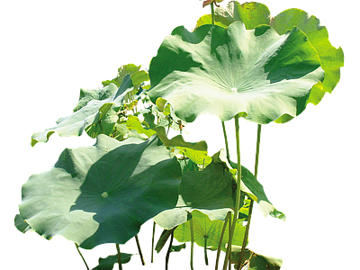 png免抠荷花
