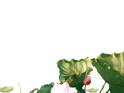 png免抠荷花