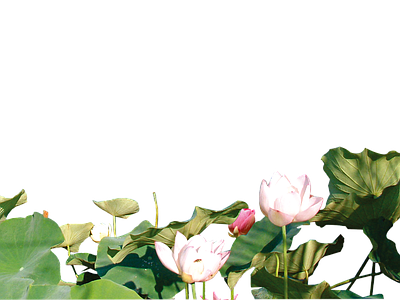 png免抠荷花