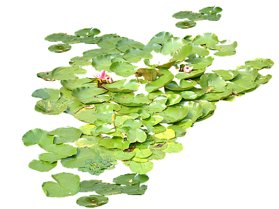 png免抠荷花