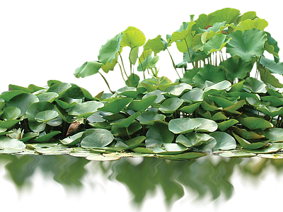 png免抠荷花