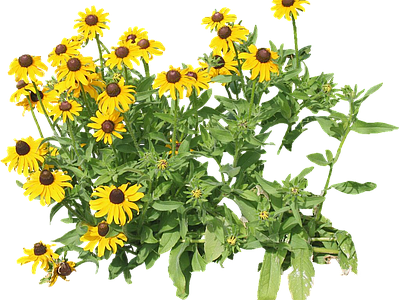 png免抠黑心菊 花