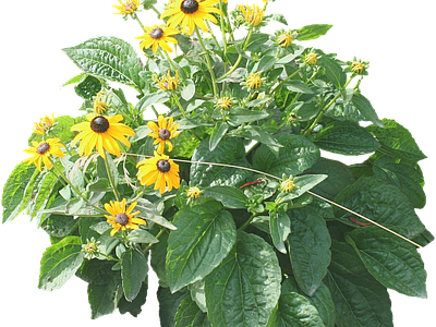 png免抠黑心菊 花