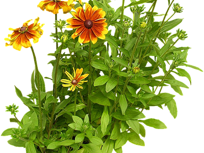 png免抠黑心菊 花