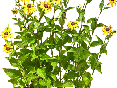 png免抠黑心菊 花