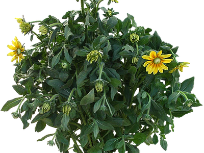 png免抠黑心菊 花