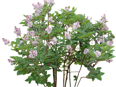 png免抠红丁香 花