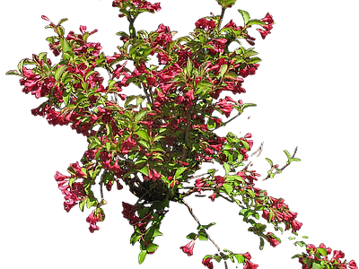 png免抠红王子锦带 花