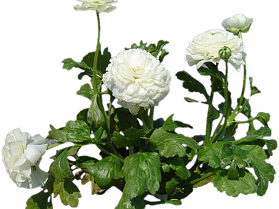 png免抠花毛茛