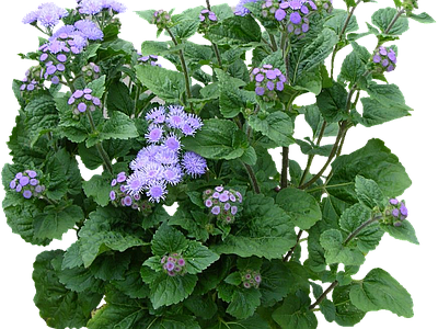 png免抠藿香蓟 花