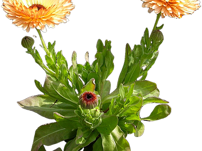 png免抠金盏菊 花