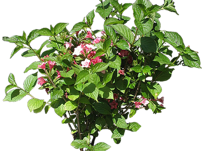png免抠锦带花