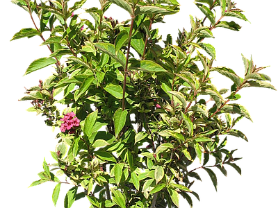 png免抠锦带花