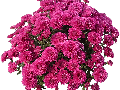 png免抠菊花