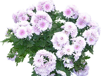 png免抠菊花