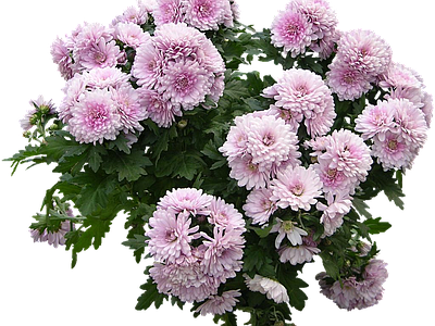 png免抠菊花